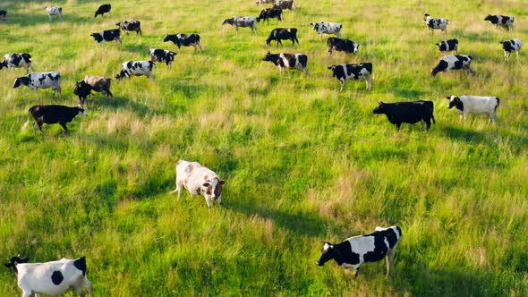 Cow Animal Cattle Graze Nature Sun Field Farm Meat Milk Grass