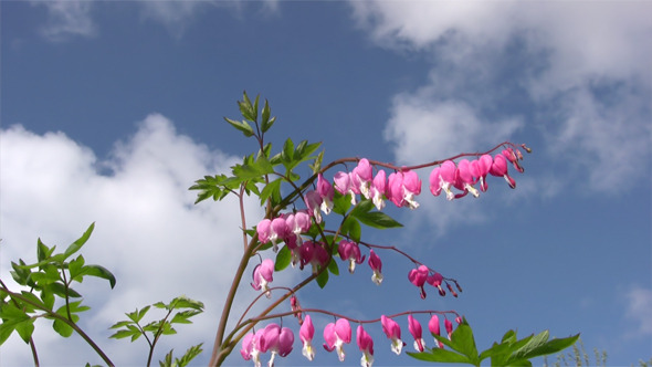 Close-Up Of Bleeding Heart  alt