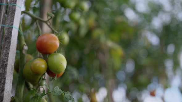 Ripening Tomatoes in the Village Garden. Plants Are Tied To Wooden Slats.