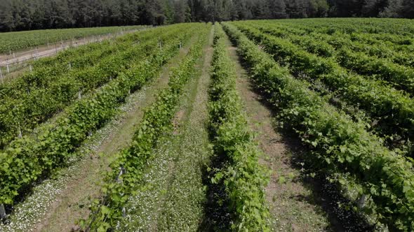 Aerial Shot of Vineyards