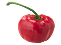 Rocoto Manzano chile pepper isolated. Capsicum pubescens fruit - PhotoDune Item for Sale