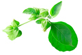 Fresh Ashwagandha leaves with fruits isolated. Withania somnifera plant - PhotoDune Item for Sale