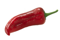 Paprika chile pepper isolated, whole pod. Capsicum annuum fruit - PhotoDune Item for Sale