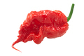 Carolina Reaper pepper isolated. Insanely hot chile. Capsicum chinense x C. frutescens fruit - PhotoDune Item for Sale