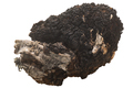 Chaga mushroom isolated, a birch fungus. Inonotus obliquus sclerotium - PhotoDune Item for Sale