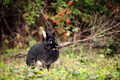 Nice black rabbit - PhotoDune Item for Sale
