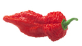 Ghost pepper isolated. Bhut Jolokia superhot chile pod. Capsicum chinense fruit - PhotoDune Item for Sale