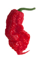 Carolina Reaper pepper isolated. Capsicum chinense fruit x C. frutescens extremely hot hybrid fruit - PhotoDune Item for Sale