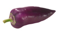 Purple chile pepper isolated, whole fresh pod. Capsicum annuum fruit - PhotoDune Item for Sale