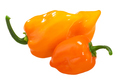 Orange Habanero peppers isolated. Capsicum chinense fruits - PhotoDune Item for Sale
