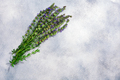 Hyssop atop grey textured backdrop, top view, copy space. Hyssopus officinalis herb - PhotoDune Item for Sale