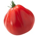 Pera d'Abruzzo tomato isolated. Fresh Italian heirloom. Solanum lycopersicum fruit - PhotoDune Item for Sale
