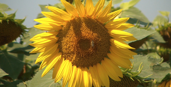 Bees On Sunflower 