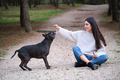 Young caucasian woman playing with her mixed breed dog sitting at a pine forest. - PhotoDune Item for Sale
