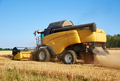 Combine harvester harvesting golden ripe wheat in agricultural field - PhotoDune Item for Sale