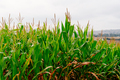 A green field of corn stalks growing up - PhotoDune Item for Sale