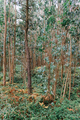 Forest of Eucalyptus Trees. Vertical photo. Plantation - PhotoDune Item for Sale