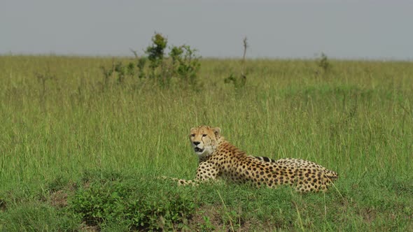 Cheetah in the savannah