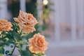 Beautiful rose in nature background. - PhotoDune Item for Sale