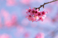 Pink Cherry blossom flowers background. - PhotoDune Item for Sale