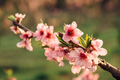 Spring blooming peach with closeup pink flowers at sunset - PhotoDune Item for Sale