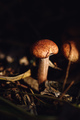 Honey mushroom in a forest - PhotoDune Item for Sale