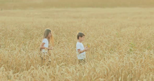 Funny Children Walk Across the Field and Collect Flowers