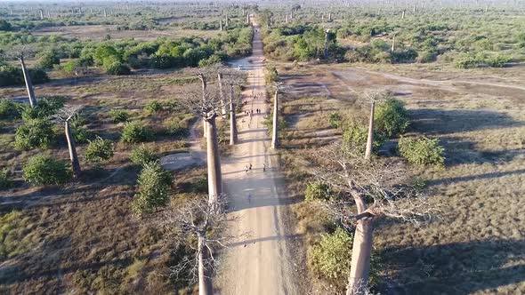 Avenue Of The Baobabs Morondava Madagascar 26