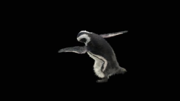 Penguin Dancing HD