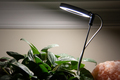 House plant getting light from lamp - PhotoDune Item for Sale