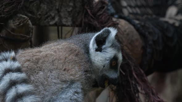 Ring-tailed lemur eating