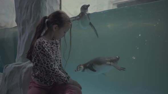 Girl Look Through Glass in Oceanarium at Swimming Penguins