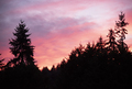 Sunset over silhouetted tree tops - PhotoDune Item for Sale