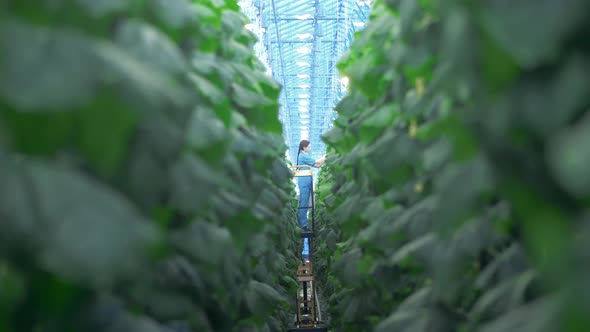 One Person Works with Cucumbers in Big Greenhouse.