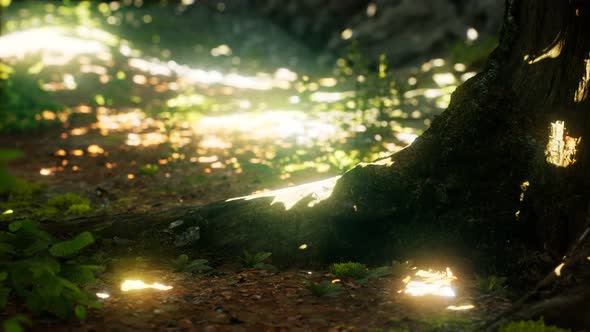 Sunlight Rays Pour Through Leaves in a Rainforest