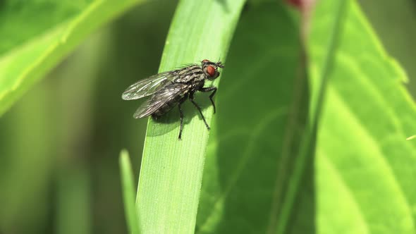 Housefly On A Green Blade Of Grass