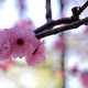 Cherry Blossom - VideoHive Item for Sale