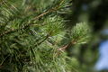 Pine tree - PhotoDune Item for Sale