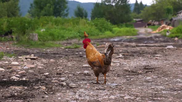 Colorful Cock or Rooster Walking Here and There in the Farm