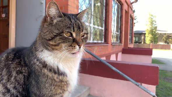 Close View Sad Stripy Cat Sitting on Red Concrete Outdoors