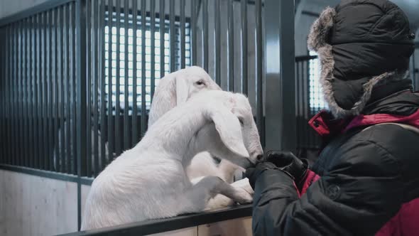 An Elderly Bearded Farmer Feeds Carrots to Two White Goats in the Farm's Aviary in Winter