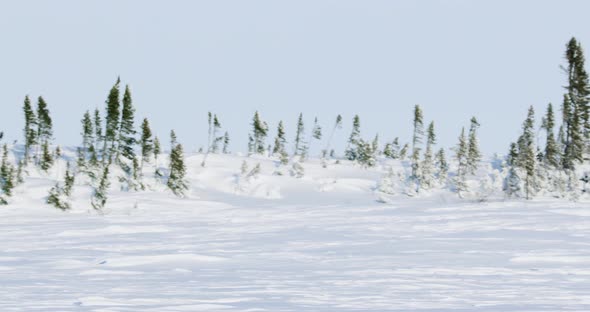 Medium panning shot of a snow covered plain with trees in the background.