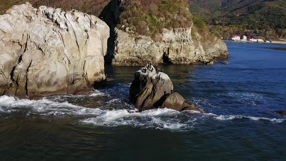 A Flock of Cormorants Resting on a Rock in the Sea of Japan