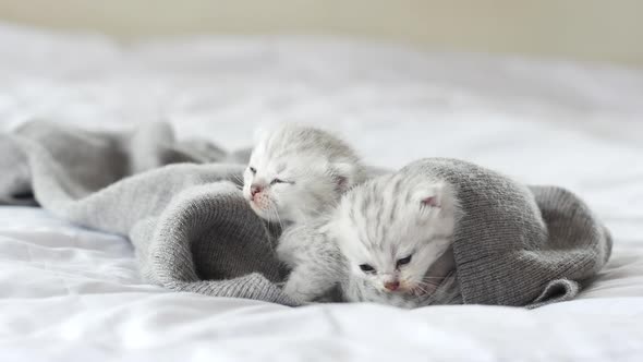 Cute Tabby Kittens Playing On White Bed