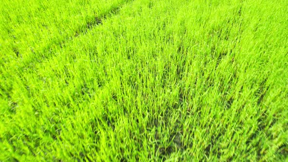 4K Aerial view of agriculture in rice fields for cultivation