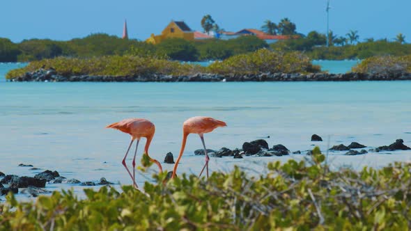 A Pair Of Flamingos Eating On A Clear Salty Flat In Kralendijk, Bonaire.  - wide shot