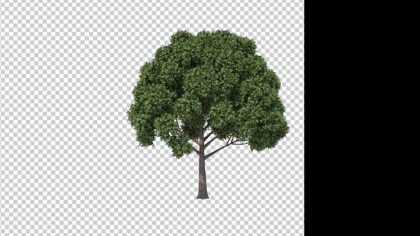 Growing Tree