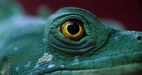 Eye of gecko close-up beautiful color combination.