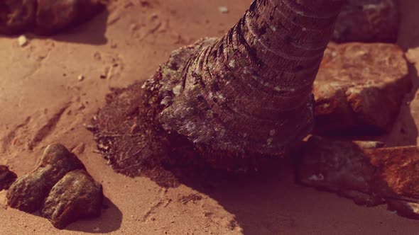 Closeup of a Palm Tree Trunk at Caribbean Sand Beach