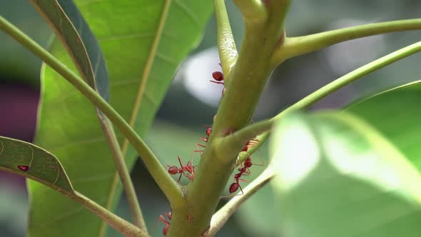 Large Red Weaver Ants Exploring a Green Plant Stem